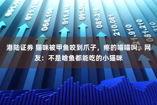 港陆证券 猫咪被甲鱼咬到爪子，疼的喵喵叫。网友：不是啥鱼都能吃的小猫咪